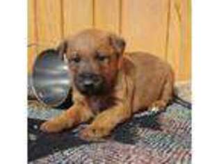 Irish Terrier Puppy for sale in Waterloo, NY, USA