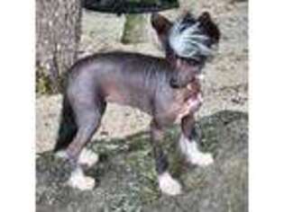 Chinese Crested Puppy for sale in Carrollton, OH, USA