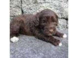 Portuguese Water Dog Puppy for sale in Gap, PA, USA