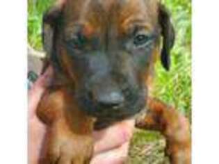 Rhodesian Ridgeback Puppy for sale in Saint Regis, MT, USA