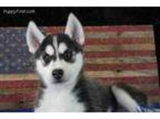 Siberian Husky Puppy for sale in Lamar, MO, USA