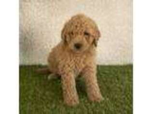 Labradoodle Puppy for sale in Sugarcreek, OH, USA