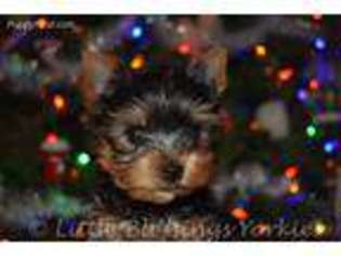 Yorkshire Terrier Puppy for sale in Rochester, MI, USA