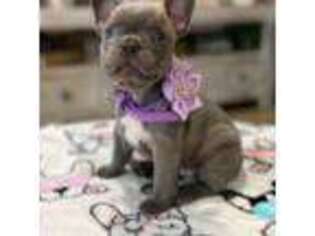 French Bulldog Puppy for sale in Celina, TX, USA