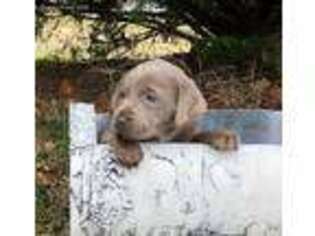 Labrador Retriever Puppy for sale in Vanleer, TN, USA