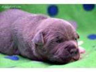 Staffordshire Bull Terrier Puppy for sale in Dallas, TX, USA
