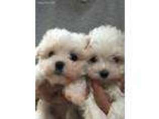 Maltese Puppy for sale in China Grove, NC, USA