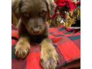 Miniature Australian Shepherd Puppy for sale in Burlington, CT, USA