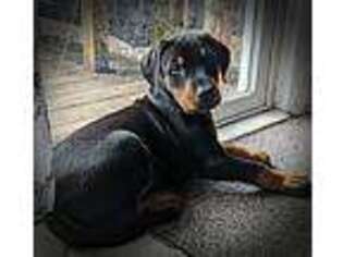 Doberman Pinscher Puppy for sale in Central Square, NY, USA