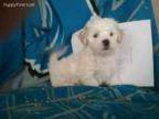 Maltese Puppy for sale in Swartz Creek, MI, USA