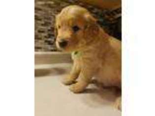 Golden Retriever Puppy for sale in Big Lake, MN, USA
