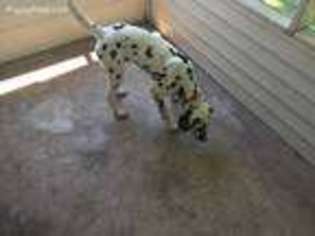 Dalmatian Puppy for sale in Fort Smith, AR, USA