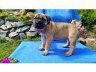Cane Corso Puppy for sale in Ashland, NH, USA