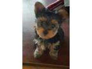 Yorkshire Terrier Puppy for sale in Stedman, NC, USA