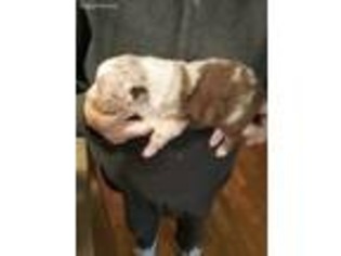 Australian Shepherd Puppy for sale in Whitleyville, TN, USA