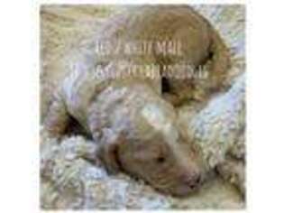 Labradoodle Puppy for sale in Lady Lake, FL, USA