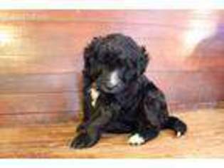 Mutt Puppy for sale in Coalgate, OK, USA