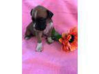 Boxer Puppy for sale in Iva, SC, USA