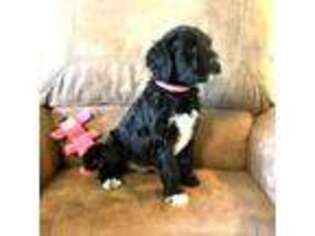 Portuguese Water Dog Puppy for sale in Huffman, TX, USA