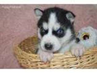 Siberian Husky Puppy for sale in Hartville, MO, USA