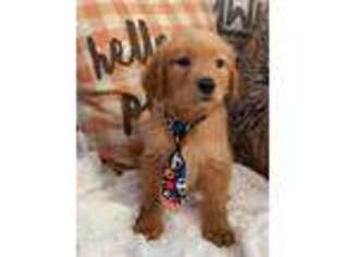 Golden Retriever Puppy for sale in Fort Lauderdale, FL, USA
