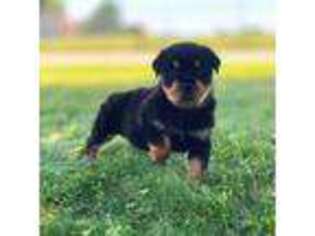 Rottweiler Puppy for sale in Myerstown, PA, USA