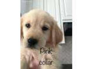 Golden Retriever Puppy for sale in Athens, GA, USA