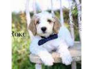 Goldendoodle Puppy for sale in Eaton, CO, USA