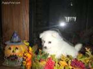 American Eskimo Dog Puppy for sale in Packwood, IA, USA