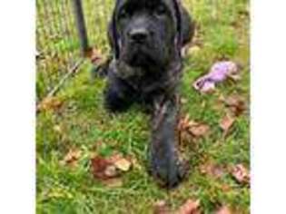 Mastiff Puppy for sale in New Park, PA, USA