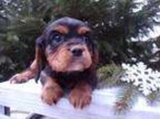 Cavalier King Charles Spaniel Puppy for sale in Phelps, NY, USA