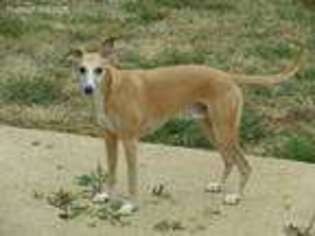 Whippet Puppy for sale in Hopkinsville, KY, USA