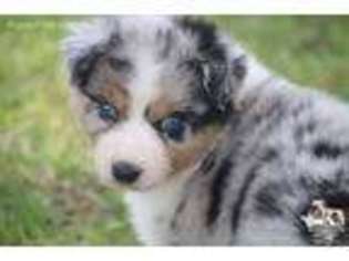 Australian Shepherd Puppy for sale in Allen, TX, USA