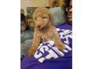 Goldendoodle Puppy for sale in Struthers, OH, USA