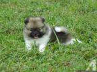 Pomeranian Puppy for sale in BOCA RATON, FL, USA
