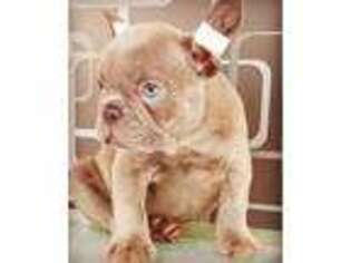 French Bulldog Puppy for sale in Bay Shore, NY, USA
