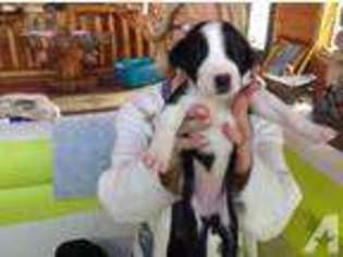 Mutt Puppy for sale in OLIVET, MI, USA