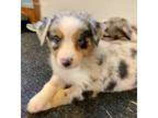 Australian Shepherd Puppy for sale in Trenton, MO, USA