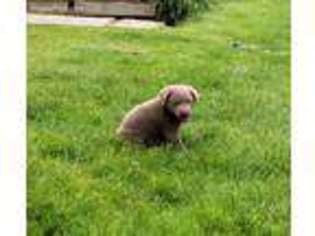 Labrador Retriever Puppy for sale in Kokomo, IN, USA