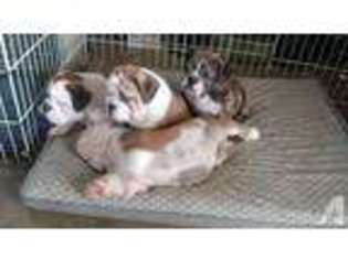 Bulldog Puppy for sale in CITY OF INDUSTRY, CA, USA
