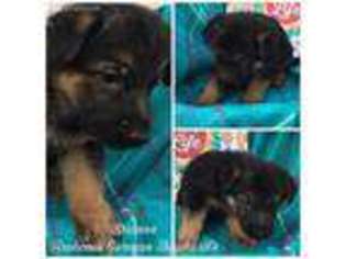 German Shepherd Dog Puppy for sale in Purcell, OK, USA