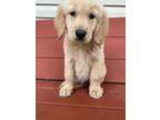Golden Retriever Puppy for sale in Gainesville, GA, USA