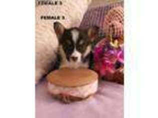 Pembroke Welsh Corgi Puppy for sale in Redkey, IN, USA