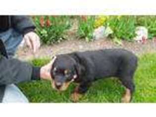 Rottweiler Puppy for sale in Carson City, MI, USA