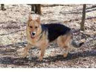 Medium Photo #1 German Shepherd Dog Puppy For Sale in Mooresville, NC, USA