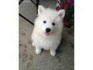 Samoyed Puppy for sale in Albuquerque, NM, USA