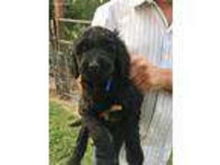 Labradoodle Puppy for sale in Chico, CA, USA