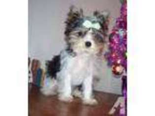 Yorkshire Terrier Puppy for sale in MALIN, OR, USA