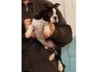 Boston Terrier Puppy for sale in Whitelaw, WI, USA