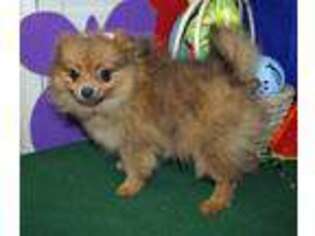 Pomeranian Puppy for sale in Brownsboro, TX, USA
